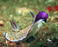 Chromodoris a deux anneaux, Chromodoris annulata (ordre Nudibranches)